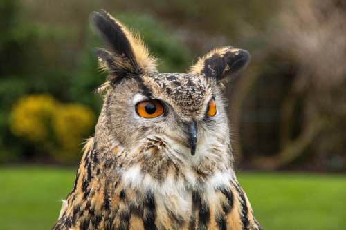 bath road brown and black owl in close up photography during daytime twyford